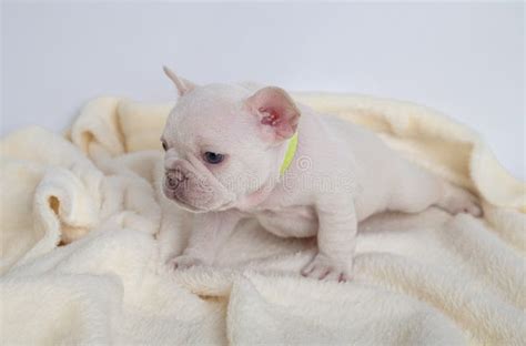 4 Weeks Puppy French Bulldog Stock Photo Image Of Ratters Bulldogs