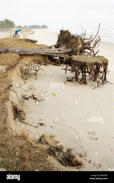 Fallen Tree Due To Coastal Erosion In Terengganu Malaysia Stock Photo