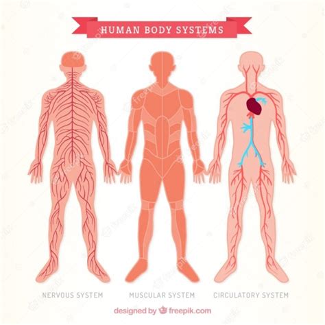 Tres Sistemas Del Cuerpo Humano Vector Premium