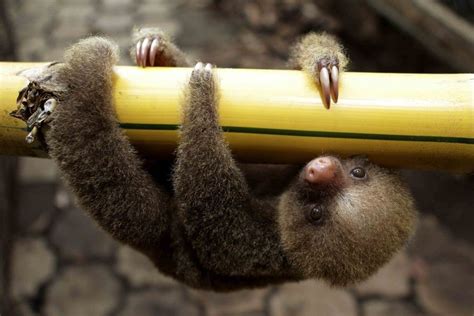 A Linnaeus Two Toed Sloth Choloepus Didactylus Is Seen At A