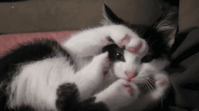 We searched far and wide from 4gifs to reddit to our own gifs to find the most hilarious gifs the internet has. Funny cats - part 68 (35 pics + 10 gifs) | Amazing Creatures