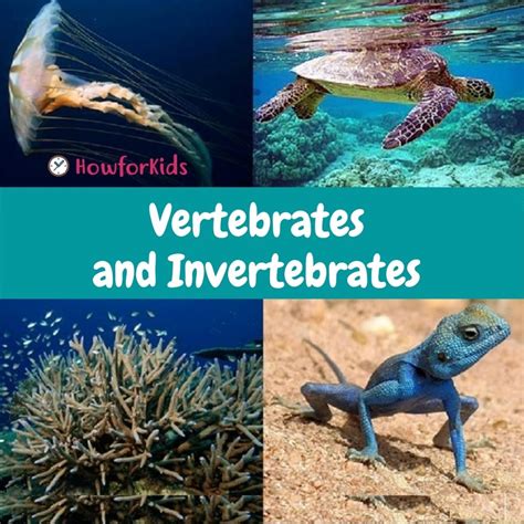 Vertebrates And Invertebrates For Kids Howforkids