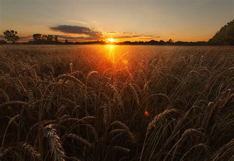 2048x1413 Wheat Sunrise Summer Nature Field Wallpaper