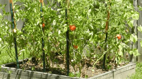 34 Best Tomato Support Ideas For Better Yield My Desired Home