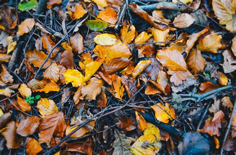 3840x2160 Resolution Dried Leaves Lot Foliage Fallen Autumn Hd
