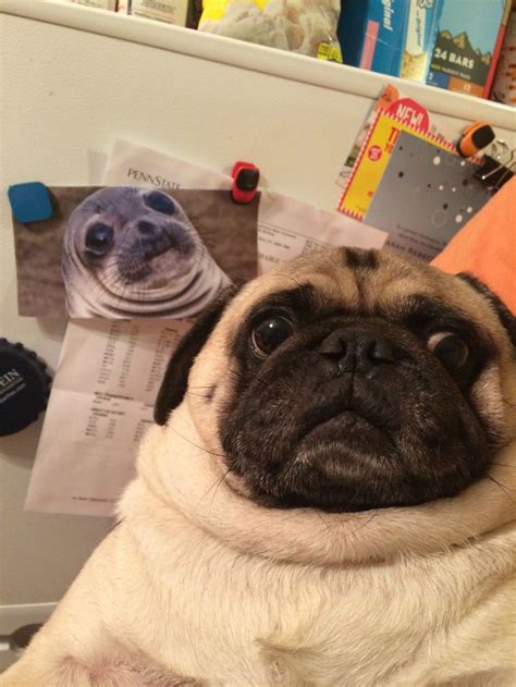 10 Pug Photobombs Guaranteed To Put A Smile On Your Face Pugs Funny