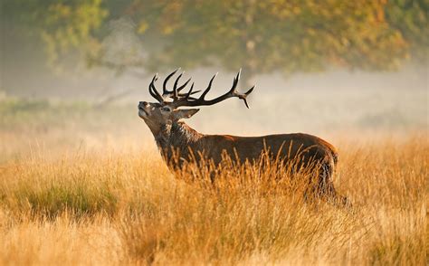 Anthony Miners Wildlife Photos Red Deer Rut In Richmond Park