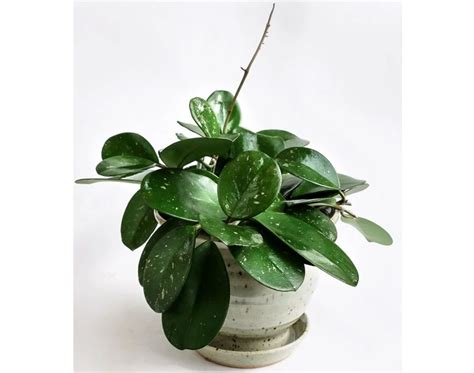 The 10 Best Hanging Plants For Creating An Indoor Jungle The Seattle