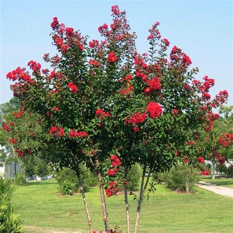 Buy Red Rocket Crape Myrtle Trees For Sale Garden Goods