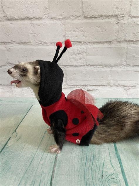 Amazing Costume For A Ferret Ladybug Ferret Costume Ferret Etsy