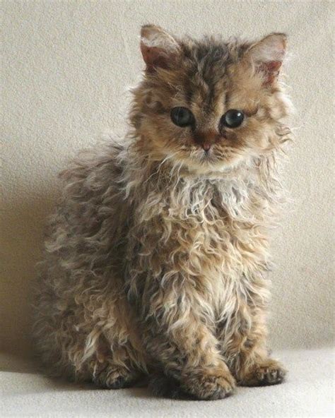 Ahhhhhcarpet Cat Kitten Bedhead Adorbz Gatos Bonitos Gatos