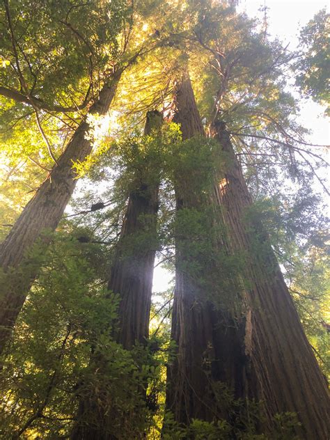 Henry Cowell Redwoods State Park Roadside Secrets