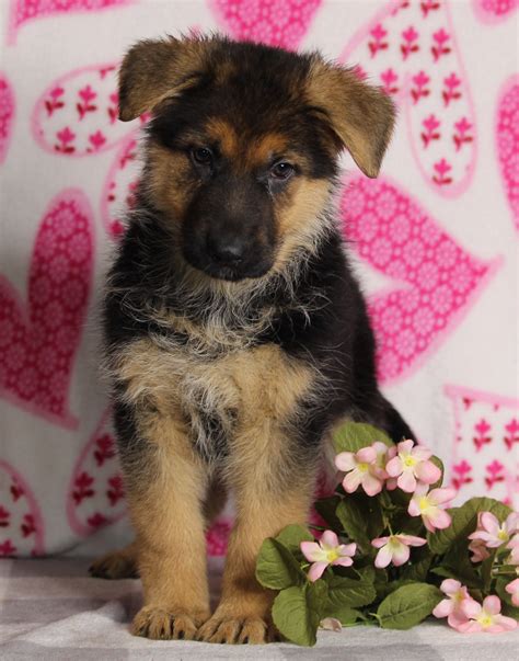 Akc Registered German Shepherd For Sale Millersburg Oh Female Bethany