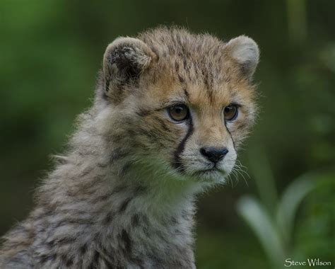 Cutie Baby Northern Cheetah Photographed At Chester Zoo Steve