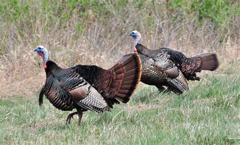 How To Attract Wild Turkeys Into The Air