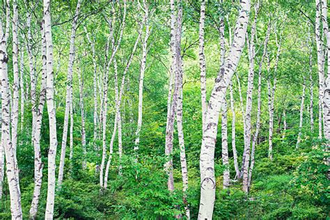 Silver Birch Tree Stock Photos Pictures And Royalty Free