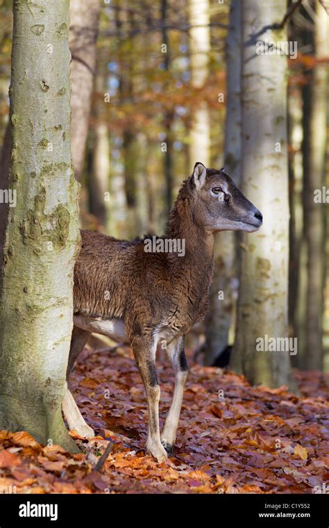 Mouflon Female Standing Stock Photo Alamy