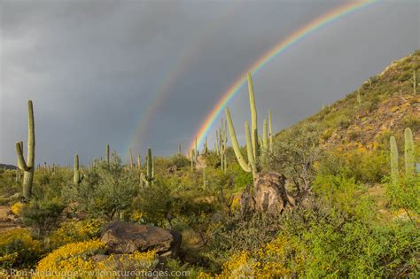 Desert Rainbow Tucson Arizona Photos By Ron Niebrugge