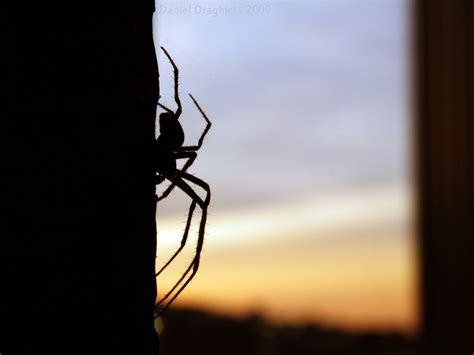 Giant Spider Macro Sunset By Dxbigd On Deviantart