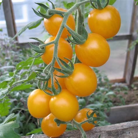 Tomato Gold Nugget Hope Seeds