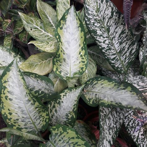 Dieffenbachia Rare Almost 3ftactual Picture Posted Shopee Philippines