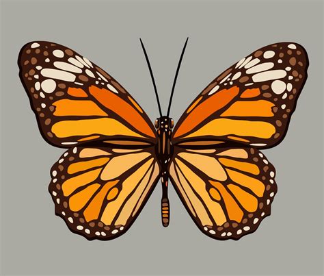 Vector Illustration Of Monarch Butterfly 17504763 Vector Art At Vecteezy