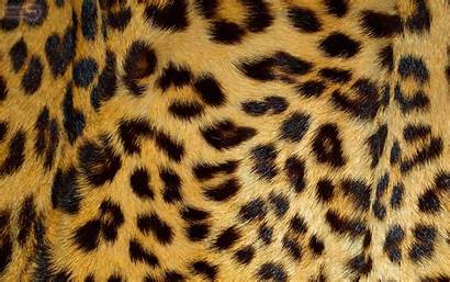 Leopard Animal Cheetah Backgrounds Desktop Wallpapers Skin