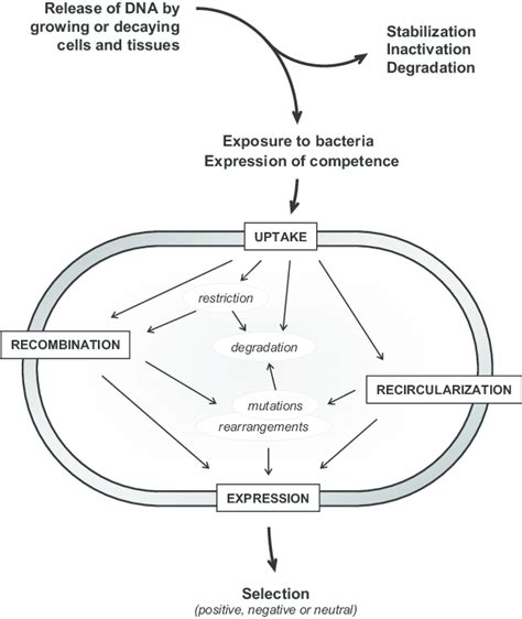 Natural Transformation Of Bacteria Steps Required For A Successful