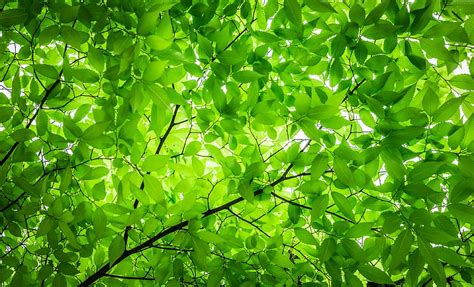 Hd Wallpaper Green Leaves Tree Under White Sky Wood The Leaves Twig