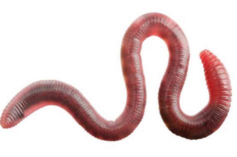 Benefits Of Earthworm Latiendadelunalunera