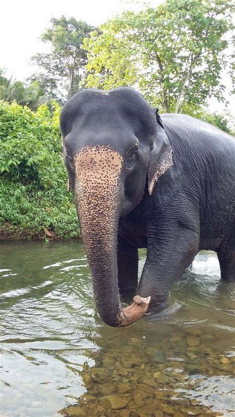 Domesticated Elephants Southern Thailand Elephant Foundation