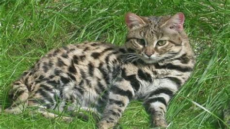 Fantastic Little Known Felines Black Footed Cat Facts Academy Video