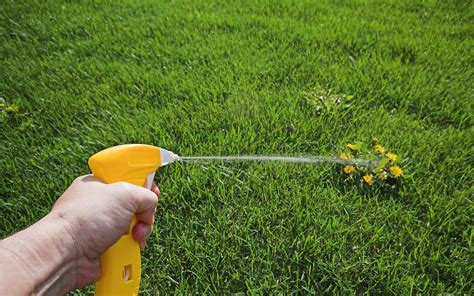 The 5 Best Pet Safe Weed Killers For A Dog Friendly Lawn Superb Dog