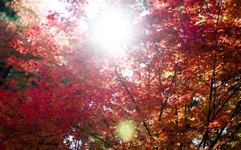 Jeffrey Friedls Blog Bonanza Of Fall Foliage Desktop Backgrounds