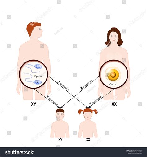 genetic inheritance sex determination humans x stock illustration 1073303021