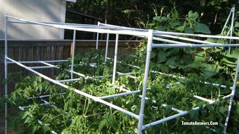 Tomato Cages Using Pvc Pipes A Handy How To Guide Tomato Answers