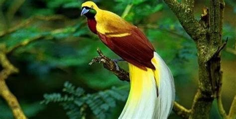 Gambar flora dan fauna endemik indonesia beserta ciri dan penjelasannya. Flora dan Fauna Identitas 34 Provinsi Di Indonesia - Gatra ...