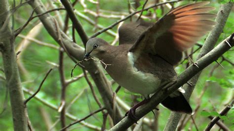 Caribbean Birding Trail