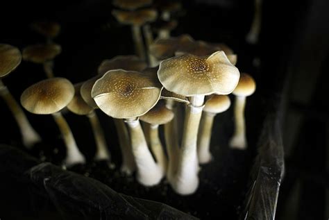 Why Mushrooms Are Set To Be The Next Drug Legalisation Push The Feed