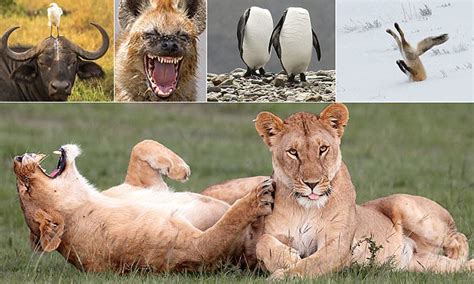 Comedy Wildlife Competition Shortlist Thats Guaranteed To Have You