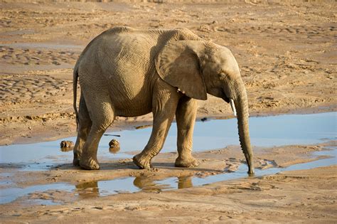 Breathtaking Elephant Photos · Pexels · Free Stock Photos