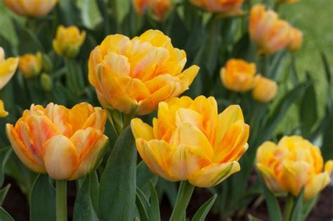 This beautiful fragile looking flower looks great in any bouquet. Boost the Beauty of Your Spring Garden with Double Tulips ...