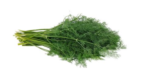 How To Grow And Care For Dill The Ultimate Guide Topbackyards