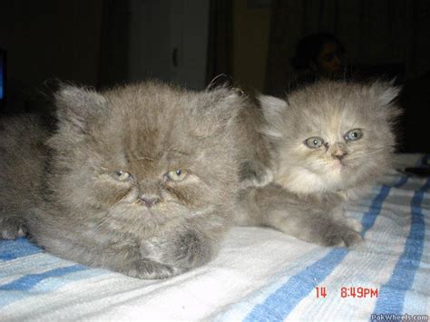 Persian kittens for sale|cfa registered cat breeder of quality, healthy perisan kittens with guarantee. Persian Cat for sale - Non Wheels Discussions - PakWheels ...