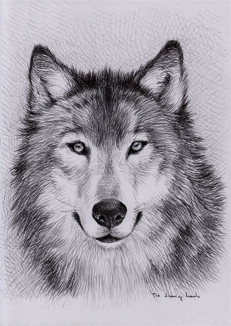 Pin By Thiago Alcantara Moura On Preto E Branco Wolf Sketch Wolf