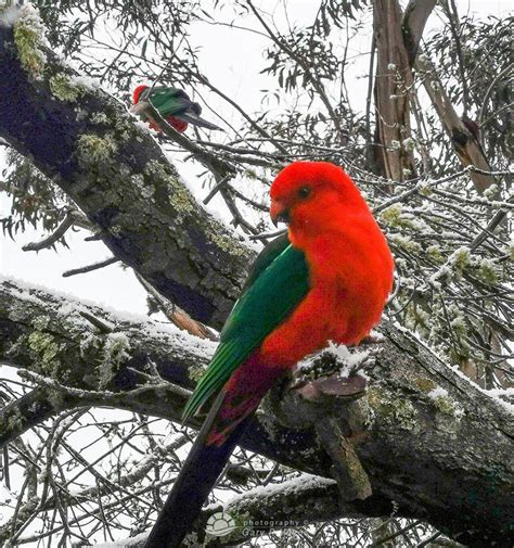 Abc Sydney 🦜 King Parrots In The Snow 🦜 Wonderful