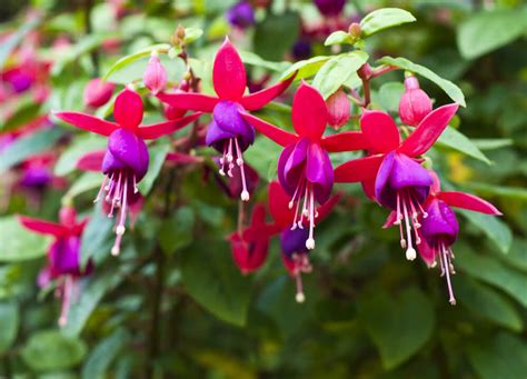 Flowering Plants For Shade Shade Flowers Best Flowers For Shade