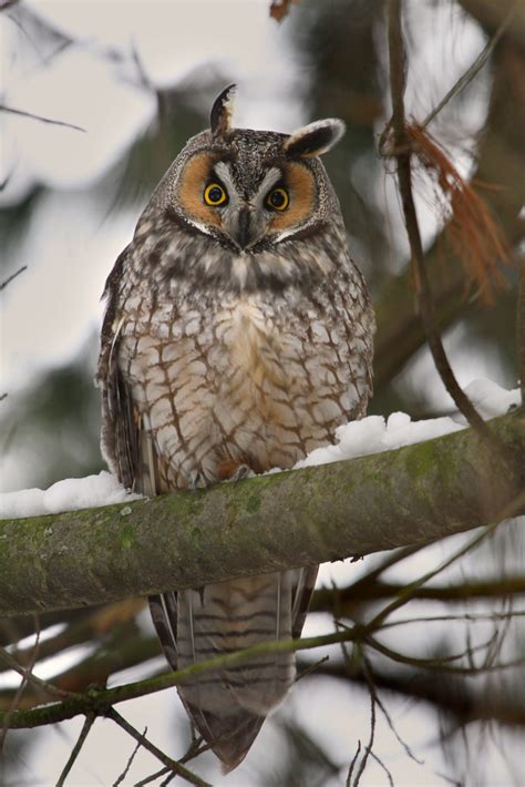 long eared owl long eared owl fermi batavia illinois  flickr