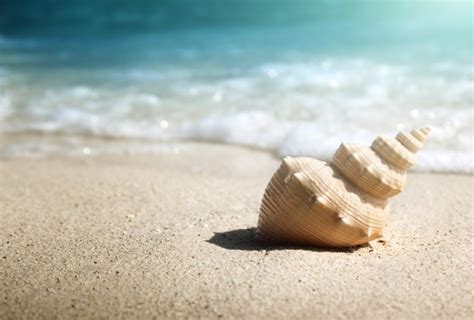 Texas Tourist To Spend 15 Days In Jail For Collecting Conch Shells In