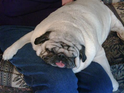 Fat Pug Stuffed Animal